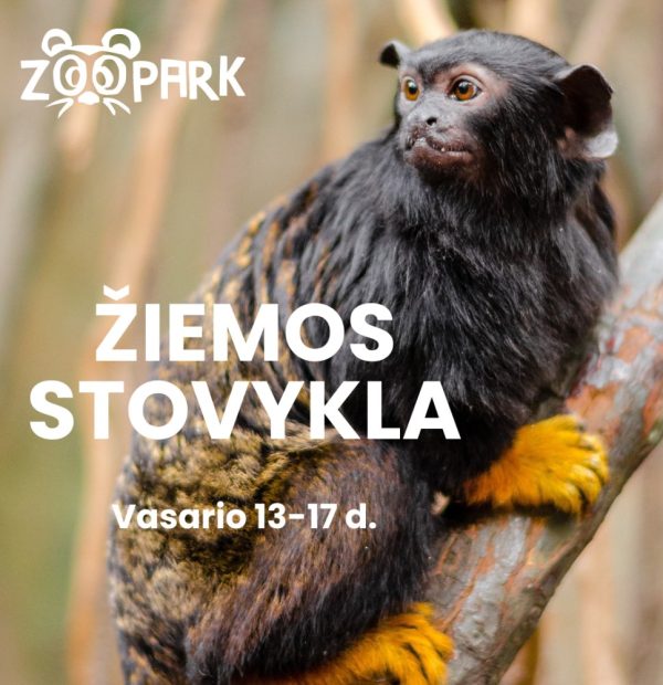 ZOOPARK dienos stovykla